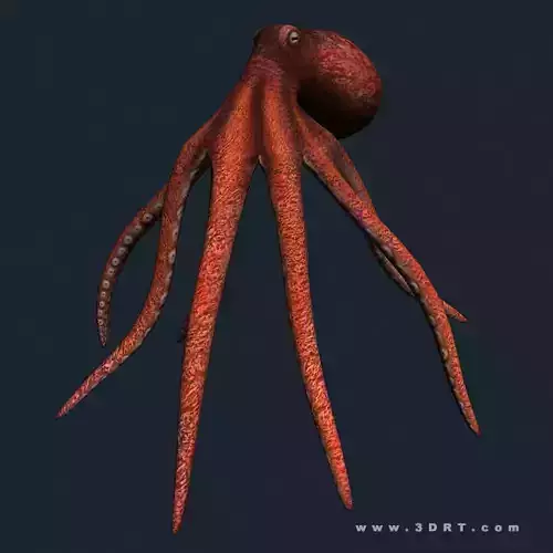 3DRT - Sealife - Octopus Low-poly 3D model