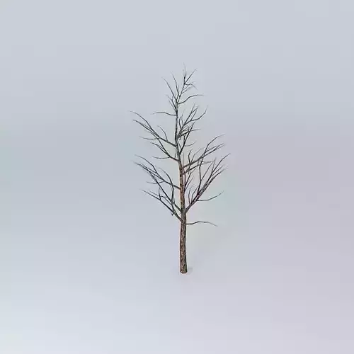 Small tree in front of the sanctuary