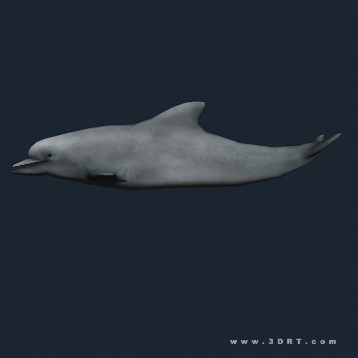 3DRT - Sealife - Dolphin Low-poly 3D model_1