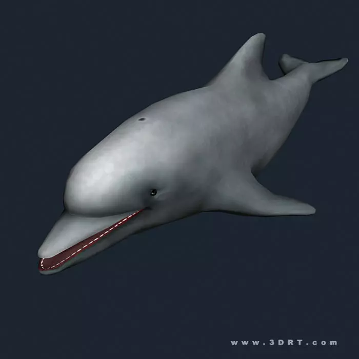 3DRT - Sealife - Dolphin Low-poly 3D model_0