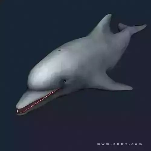 3DRT - Sealife - Dolphin Low-poly 3D model