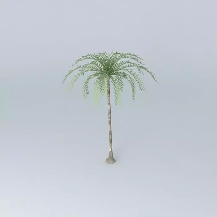 Coconut tree Free 3D model