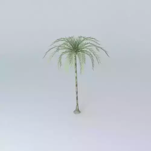 Coconut tree
