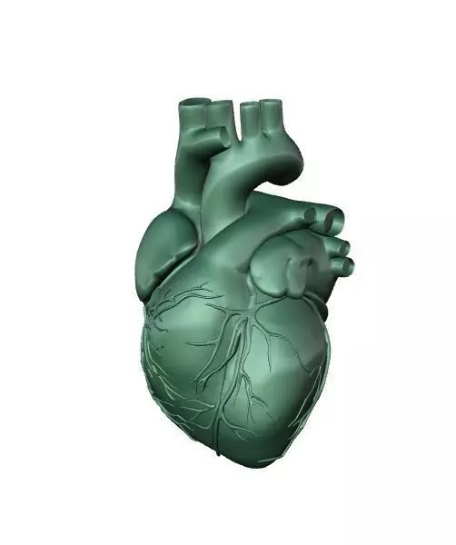 Heart human Free 3D print model
