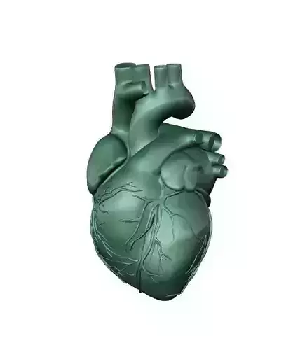 Heart human Free 3D print model
