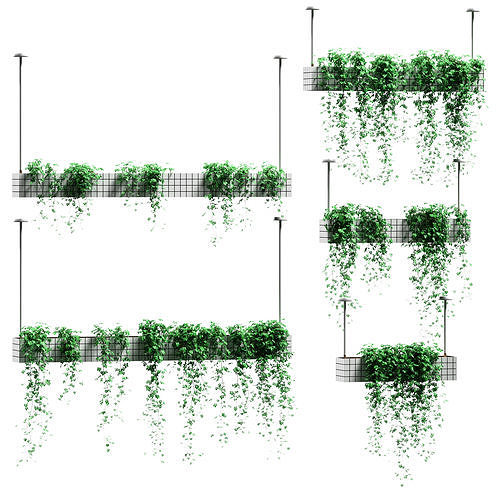 Plants in hanging flower pots - 5 models 3D model