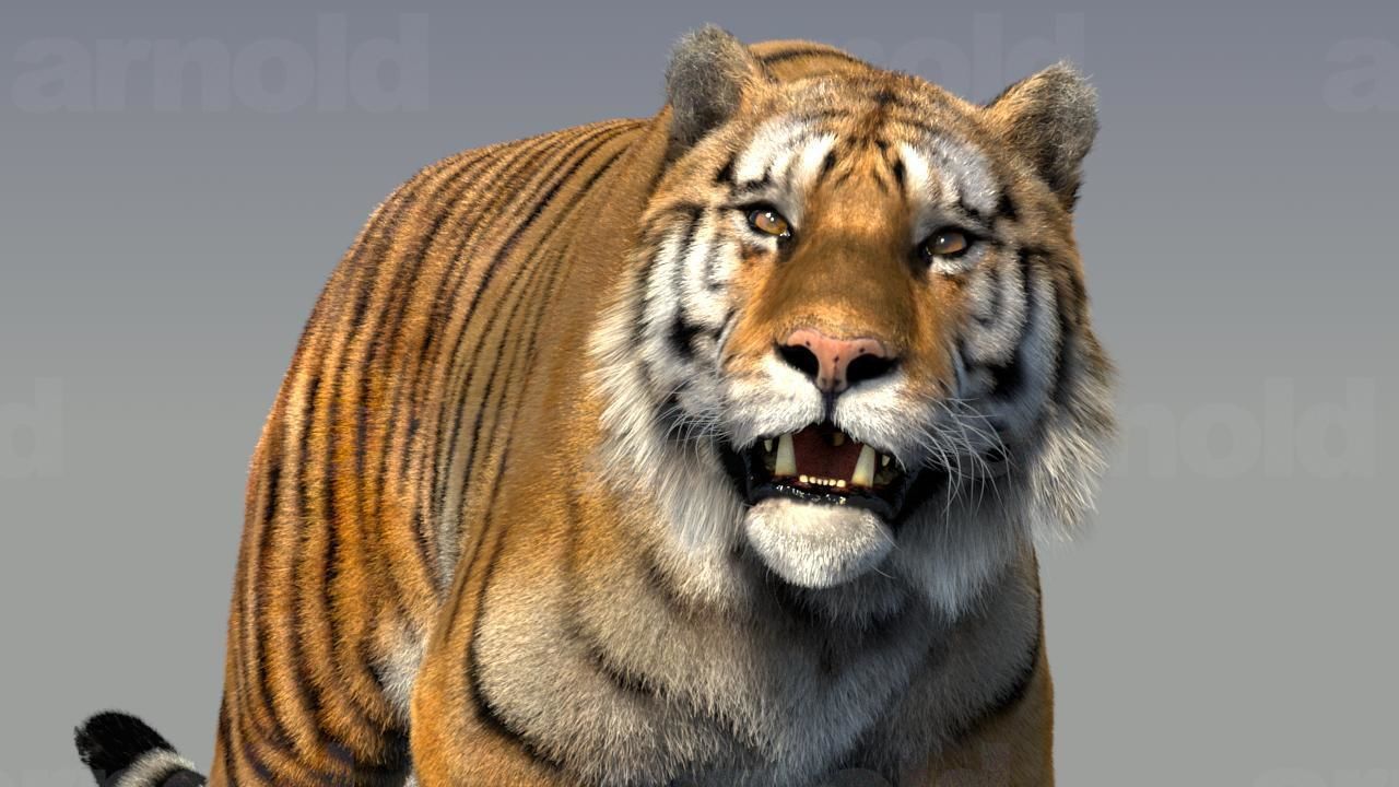 Tiger maya 3D model_4