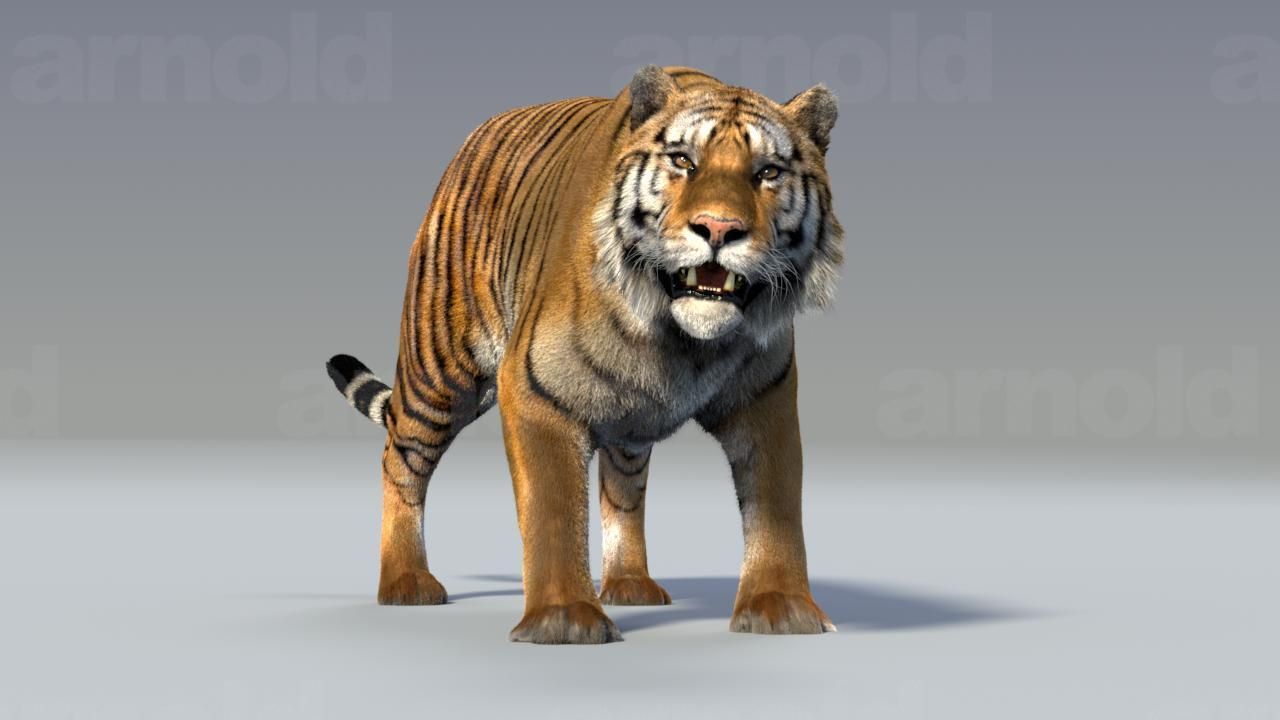 Tiger maya 3D model_1