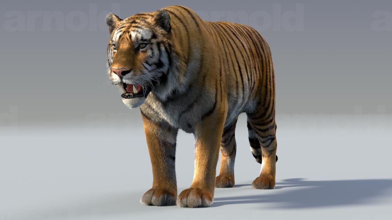 Tiger maya 3D model_2
