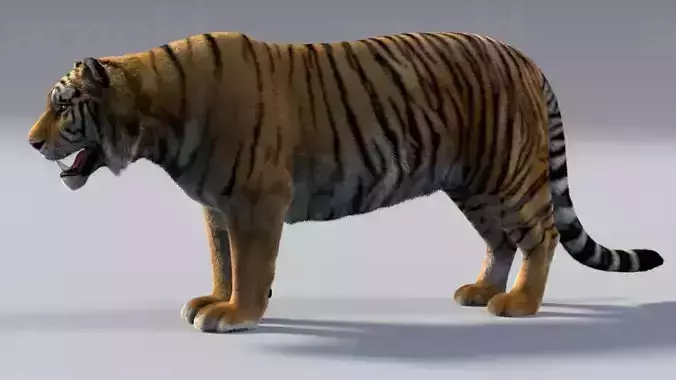 Tiger maya 3D model