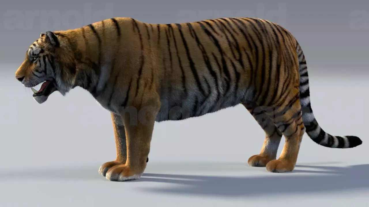 Tiger maya 3D model_0