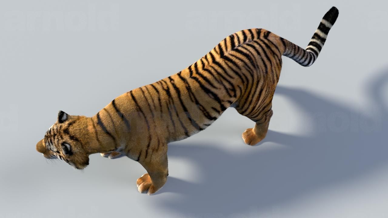 Tiger maya 3D model_3