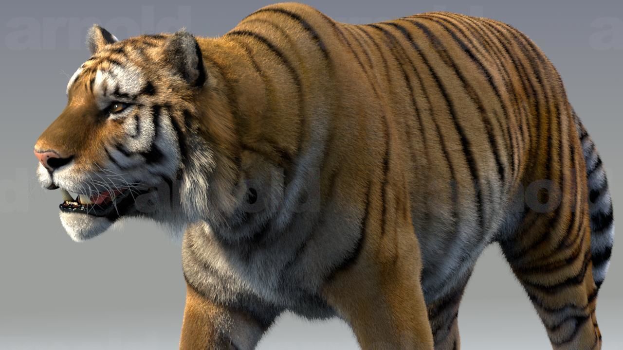 Tiger maya 3D model_5