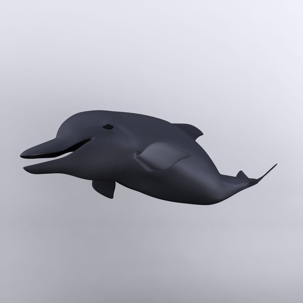 Dolphin 3D model_2