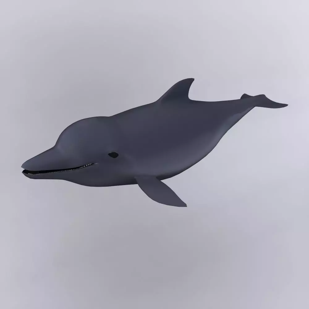 Dolphin 3D model_0