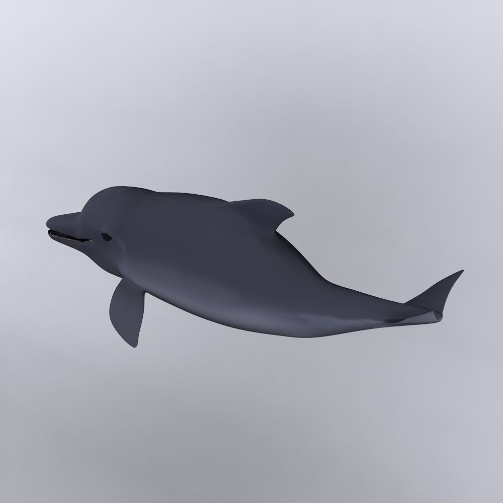 Dolphin 3D model_3