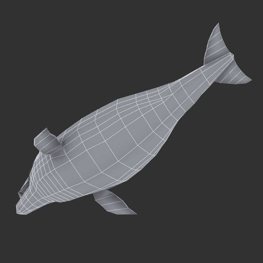 Dolphin 3D model_5