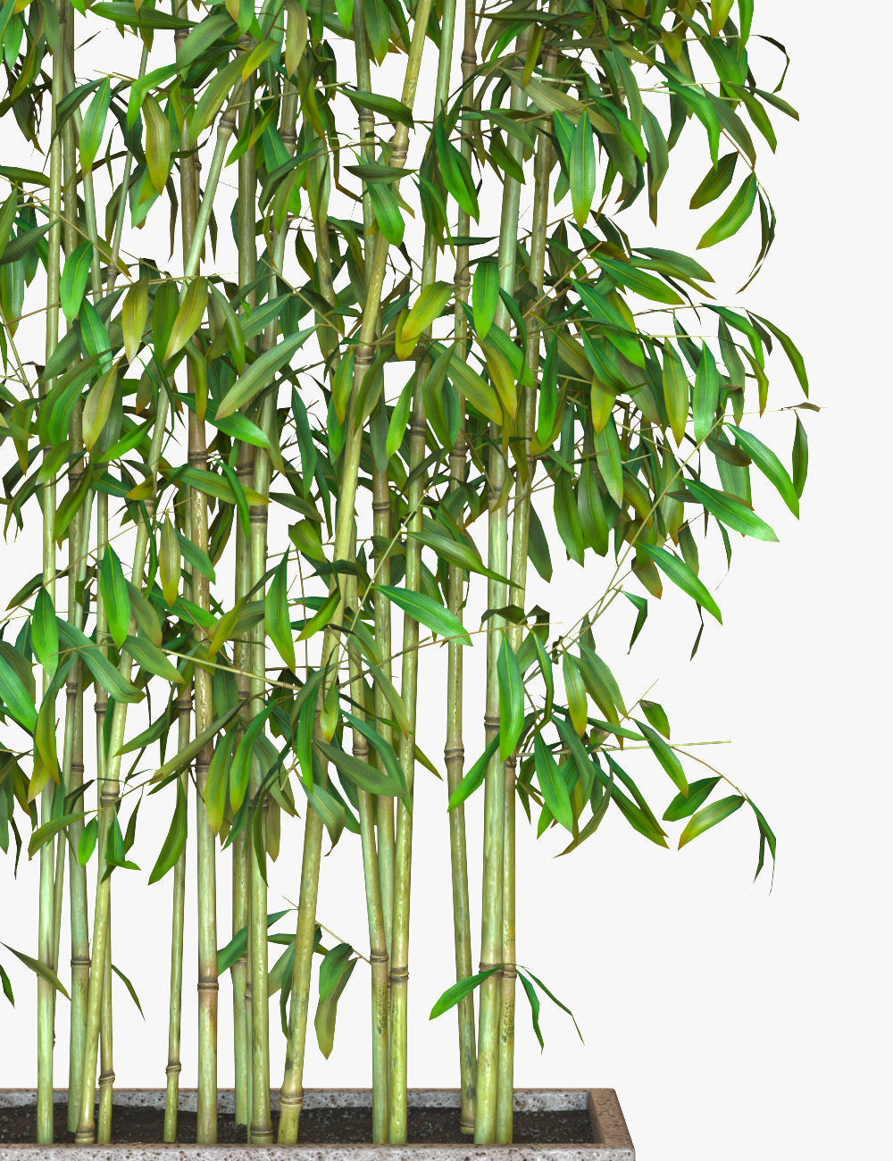 Bamboo Plants in Pots 3D model_6