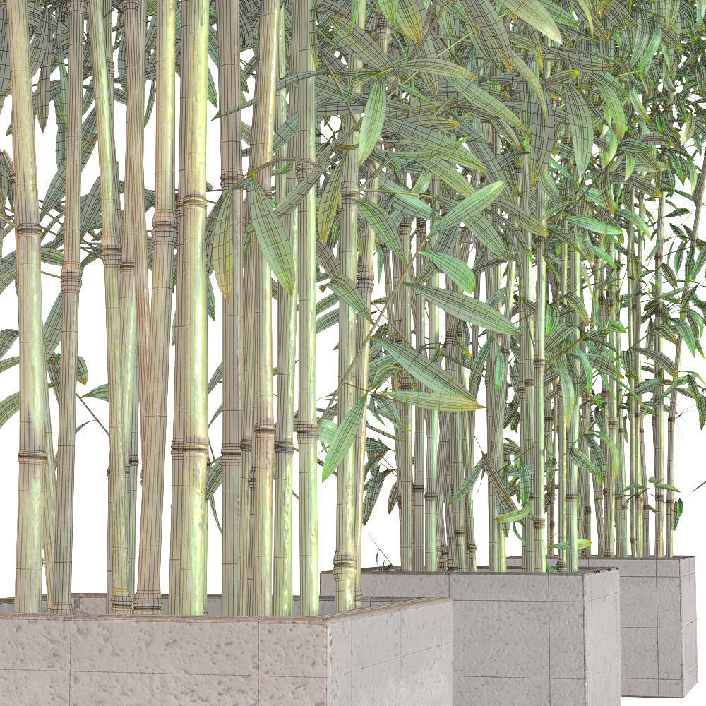 Bamboo Plants in Pots 3D model_2
