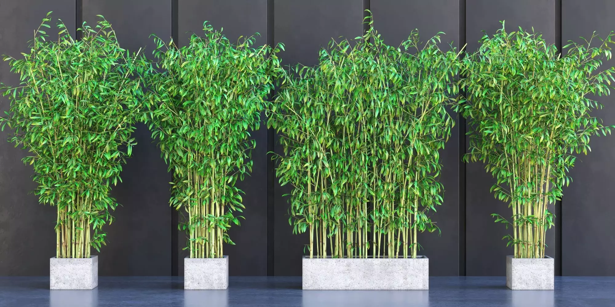 Bamboo Plants in Pots 3D model_0
