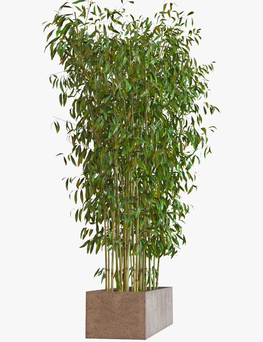 Bamboo Plants in Pots 3D model_3