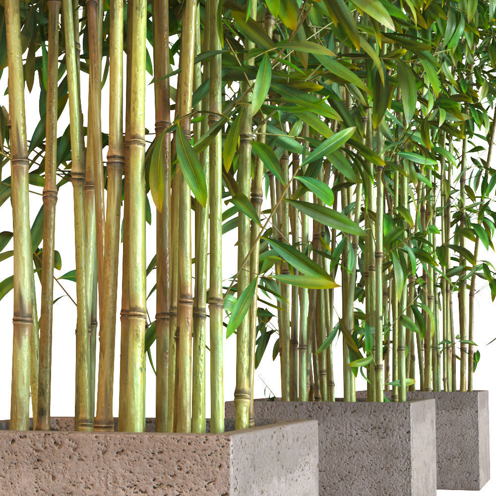 Bamboo Plants in Pots 3D model_1