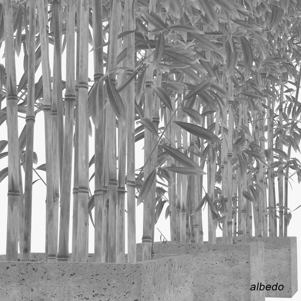 Bamboo Plants in Pots 3D model_11