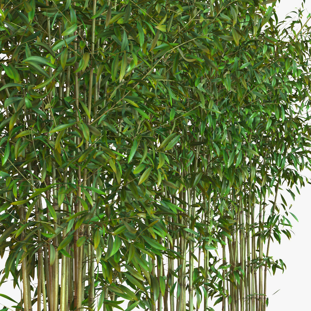 Bamboo Plants in Pots 3D model_7