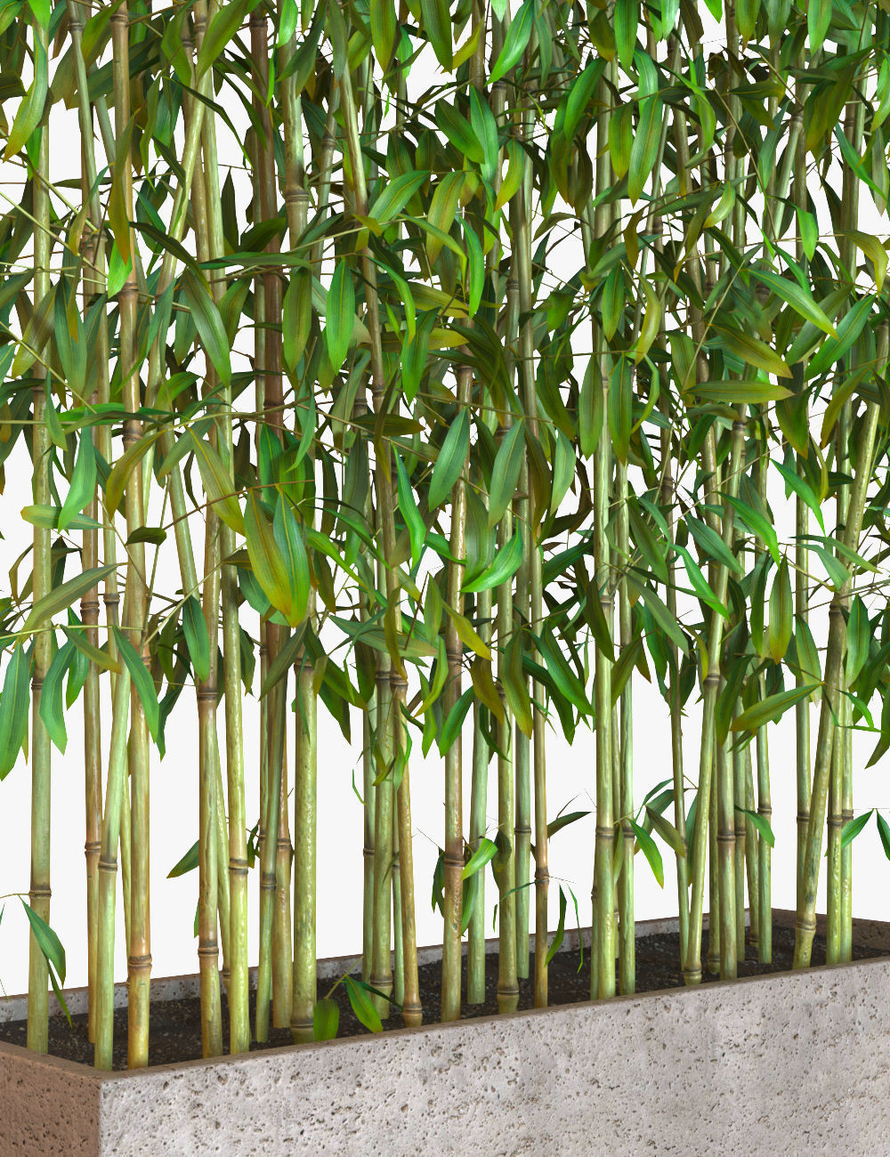Bamboo Plants in Pots 3D model_4