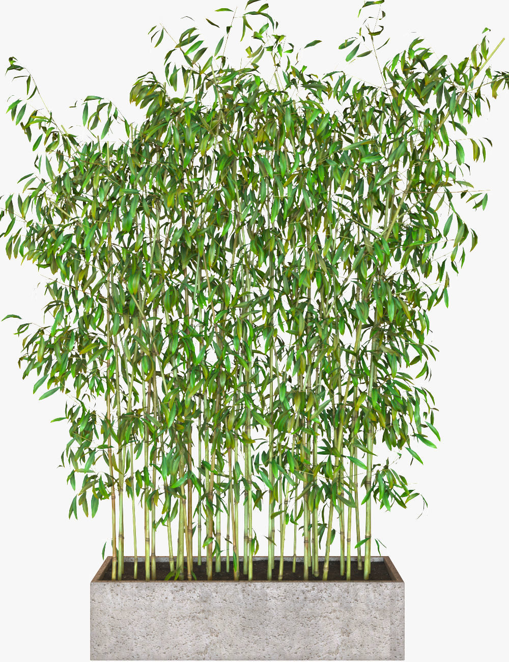 Bamboo Plants in Pots 3D model_5