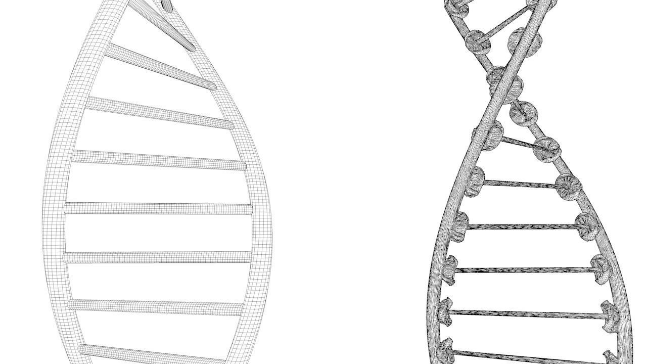 DNA Structure  3D model_7