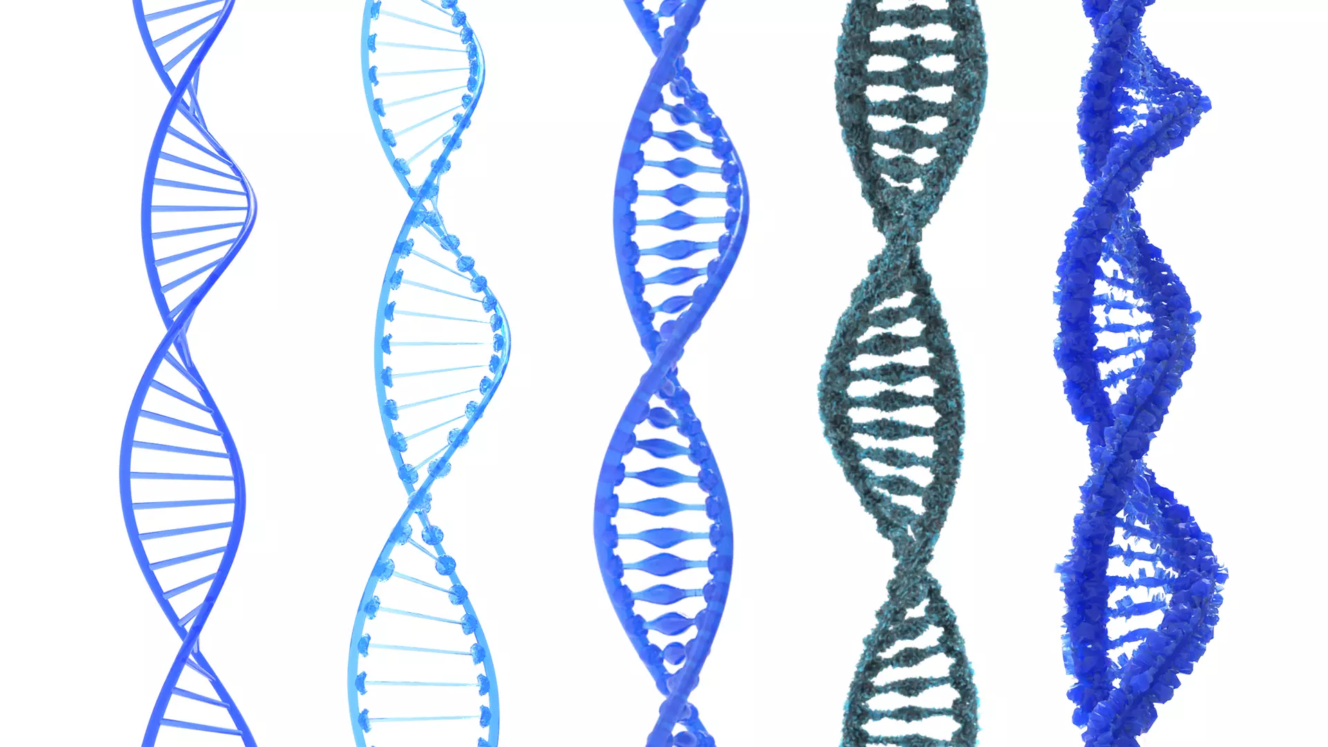 DNA Structure  3D model_0