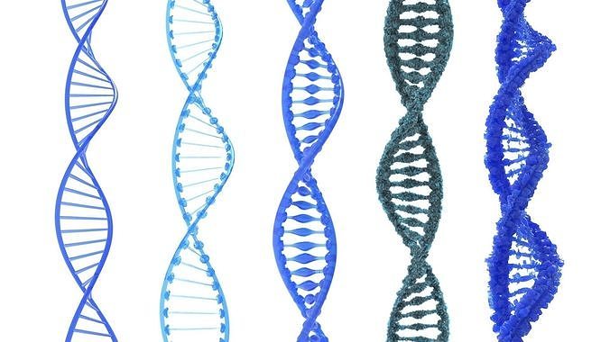 DNA Structure  3D model