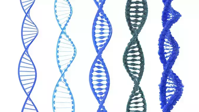 DNA Structure  3D model