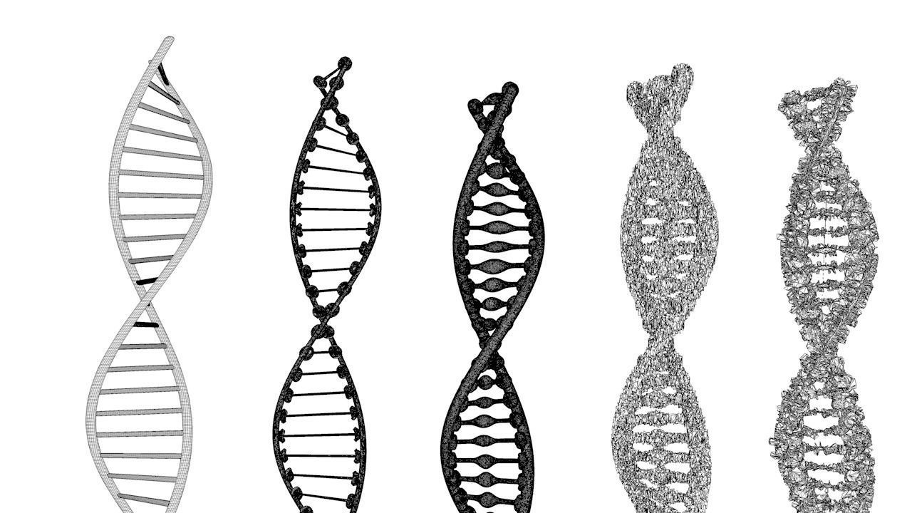 DNA Structure  3D model_9