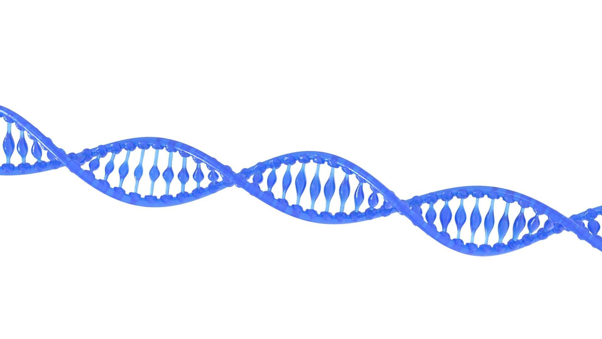 DNA Structure  3D model_2