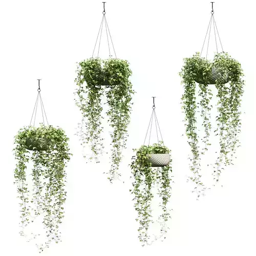 Ivy in hanging pots - 4 models
