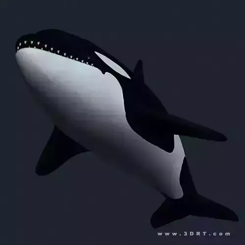 3DRT - Sealife - Orca Killer  Whale Low-poly 3D model