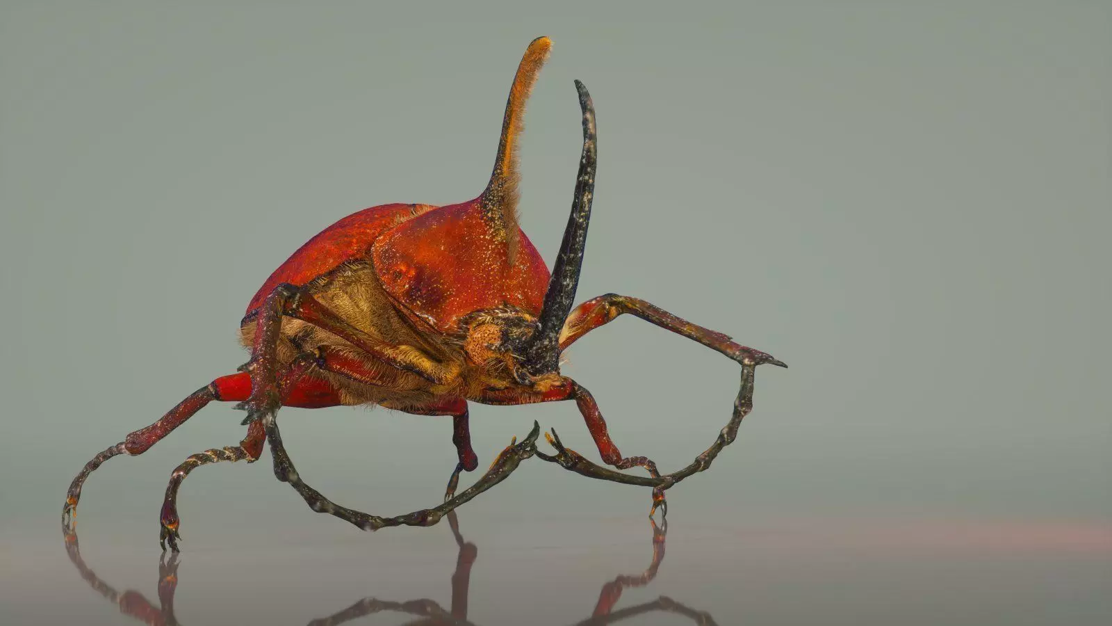 Meikever orange beetle with long legs Low-poly 3D model_0