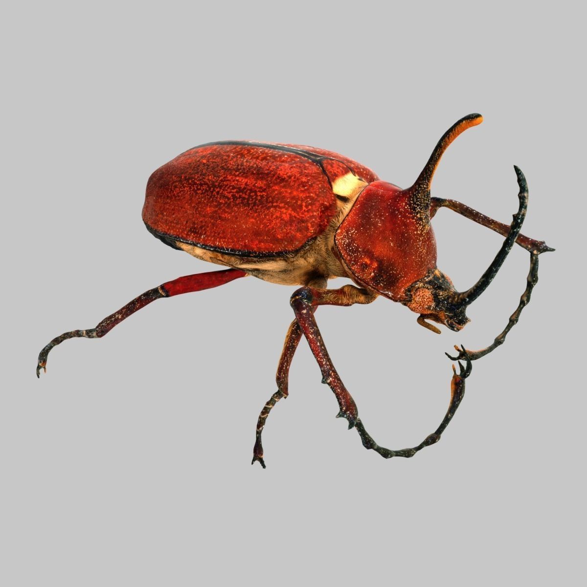 Meikever orange beetle with long legs Low-poly 3D model_2