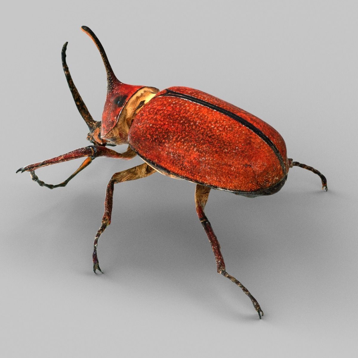 Meikever orange beetle with long legs Low-poly 3D model_4