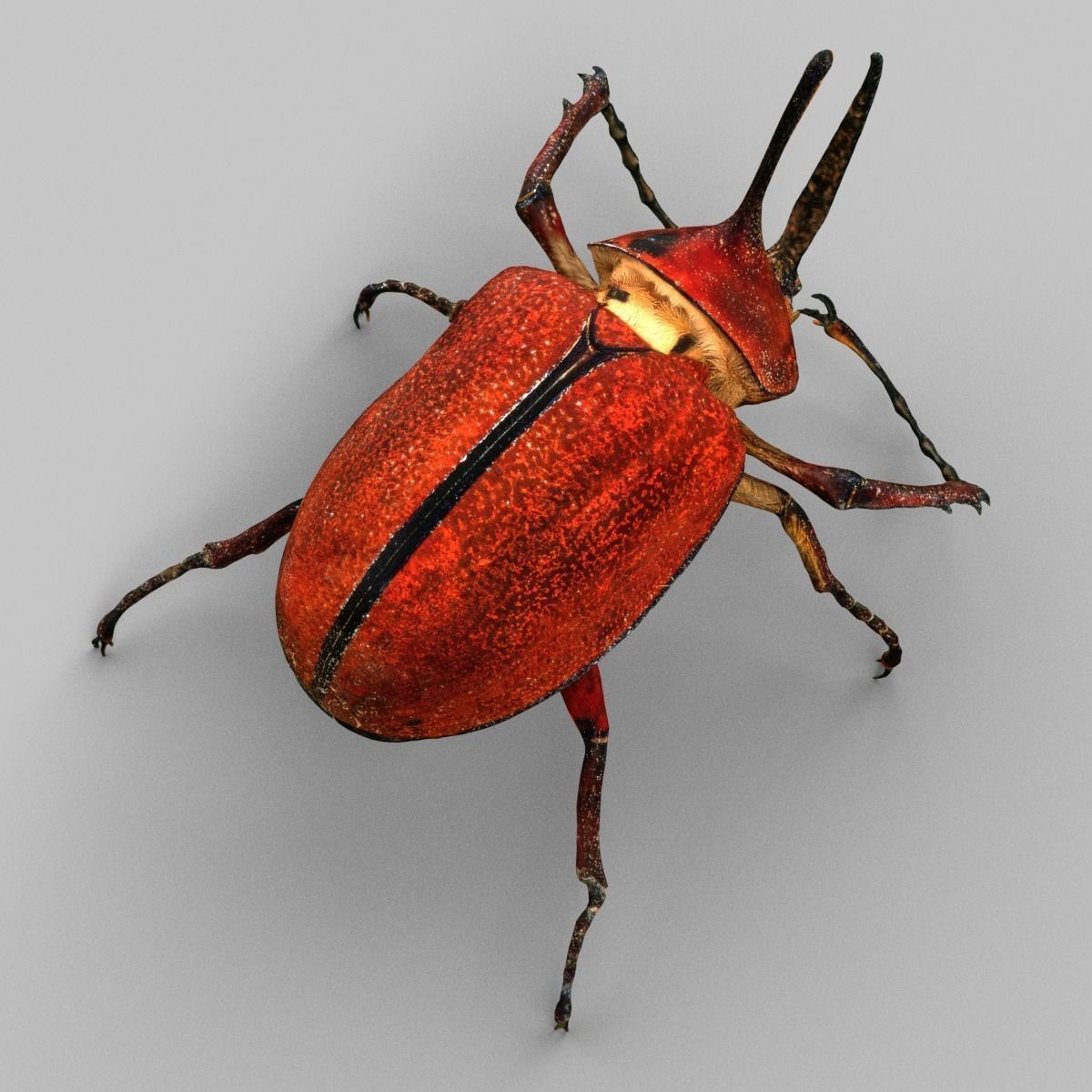 Meikever orange beetle with long legs Low-poly 3D model_5