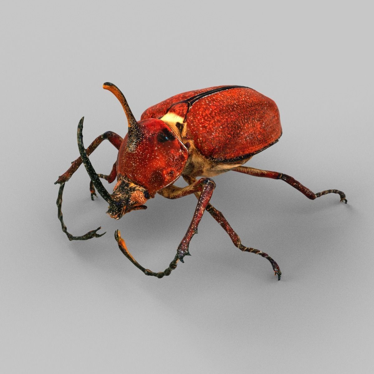 Meikever orange beetle with long legs Low-poly 3D model_1