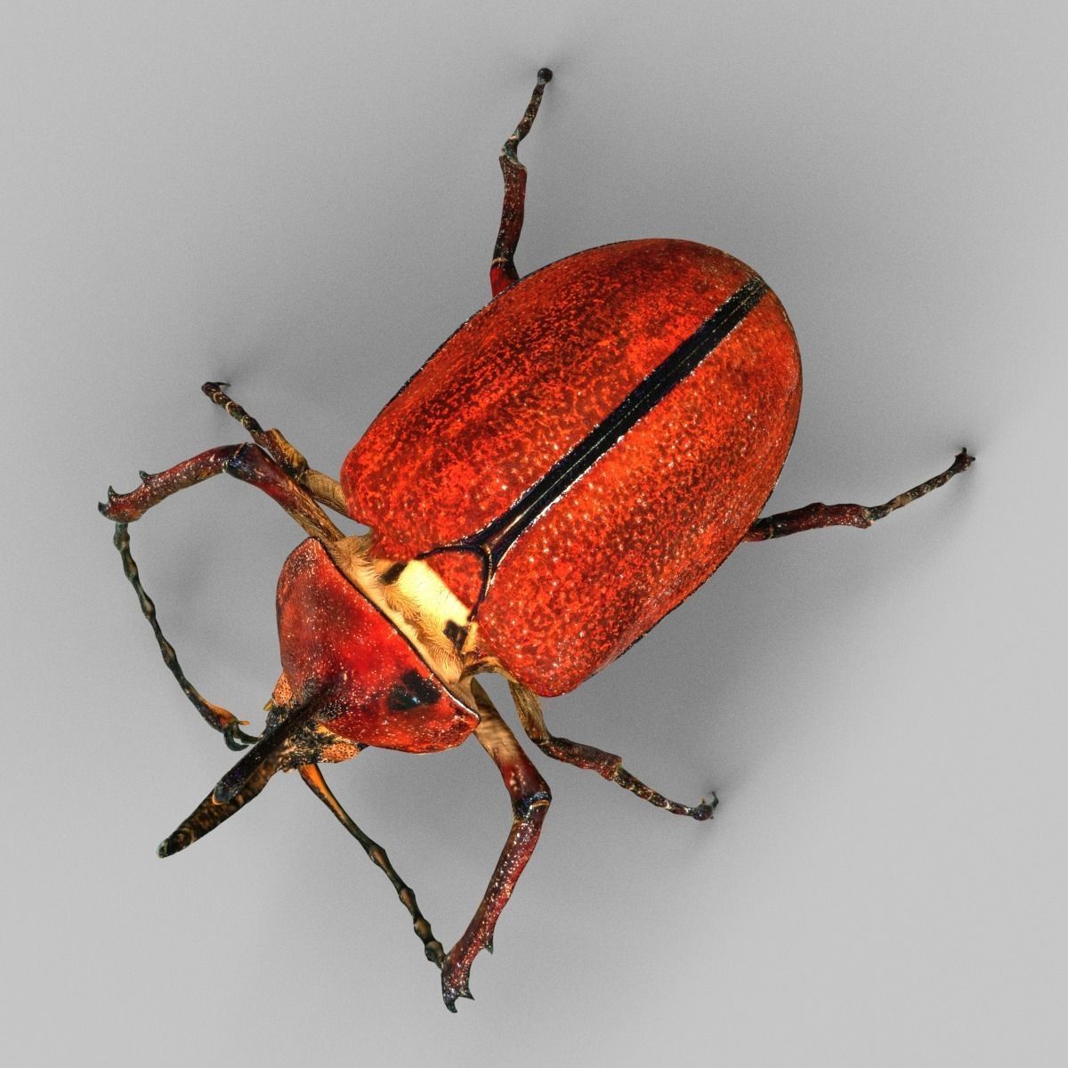 Meikever orange beetle with long legs Low-poly 3D model_3