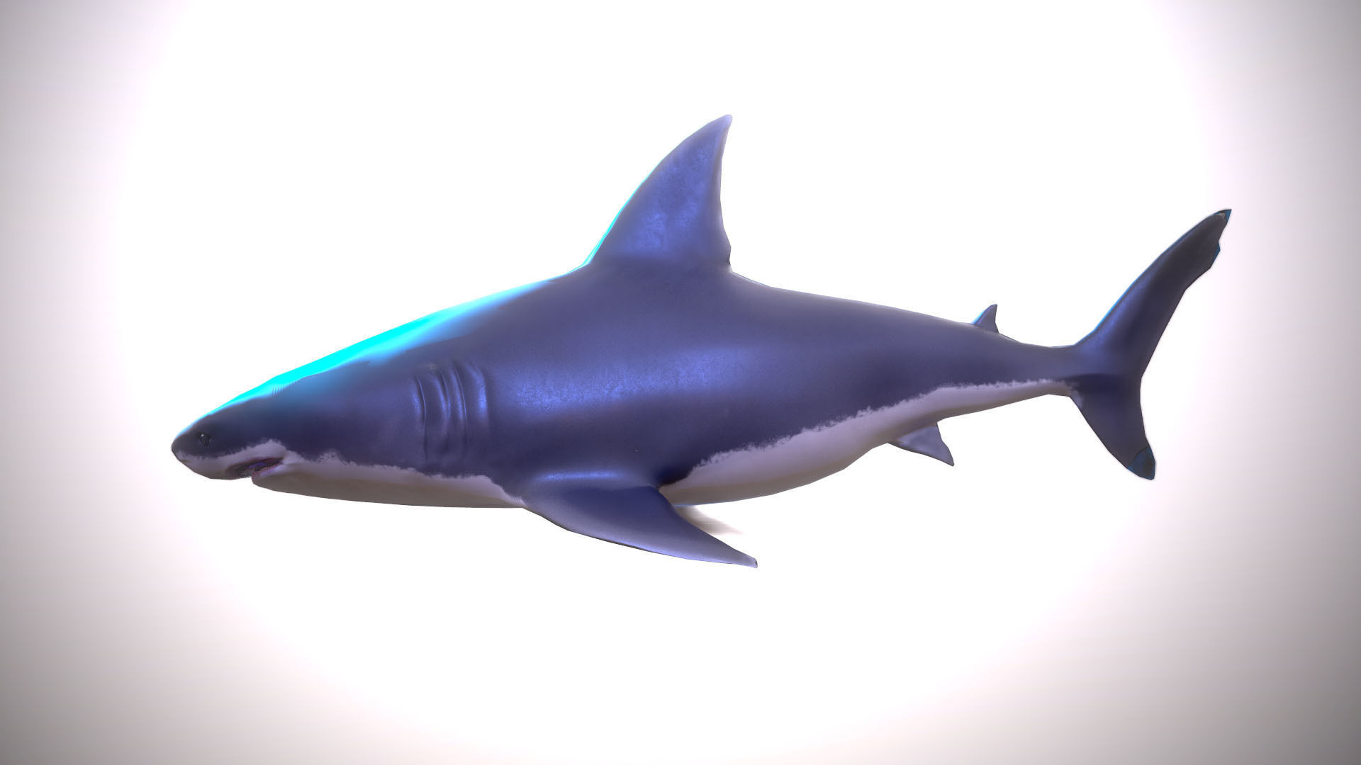 Great white shark Low-poly 3D model_4