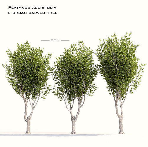 platanus acerifolia Free 3D model