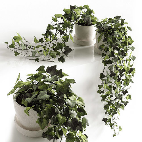 Hedera Helix wonder 3D model