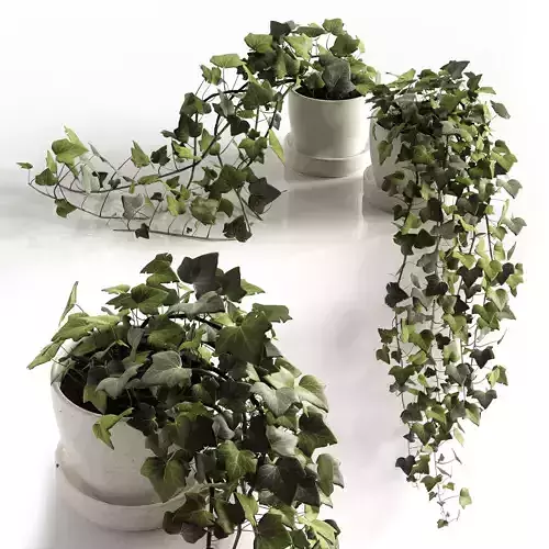 Hedera Helix wonder 3D model
