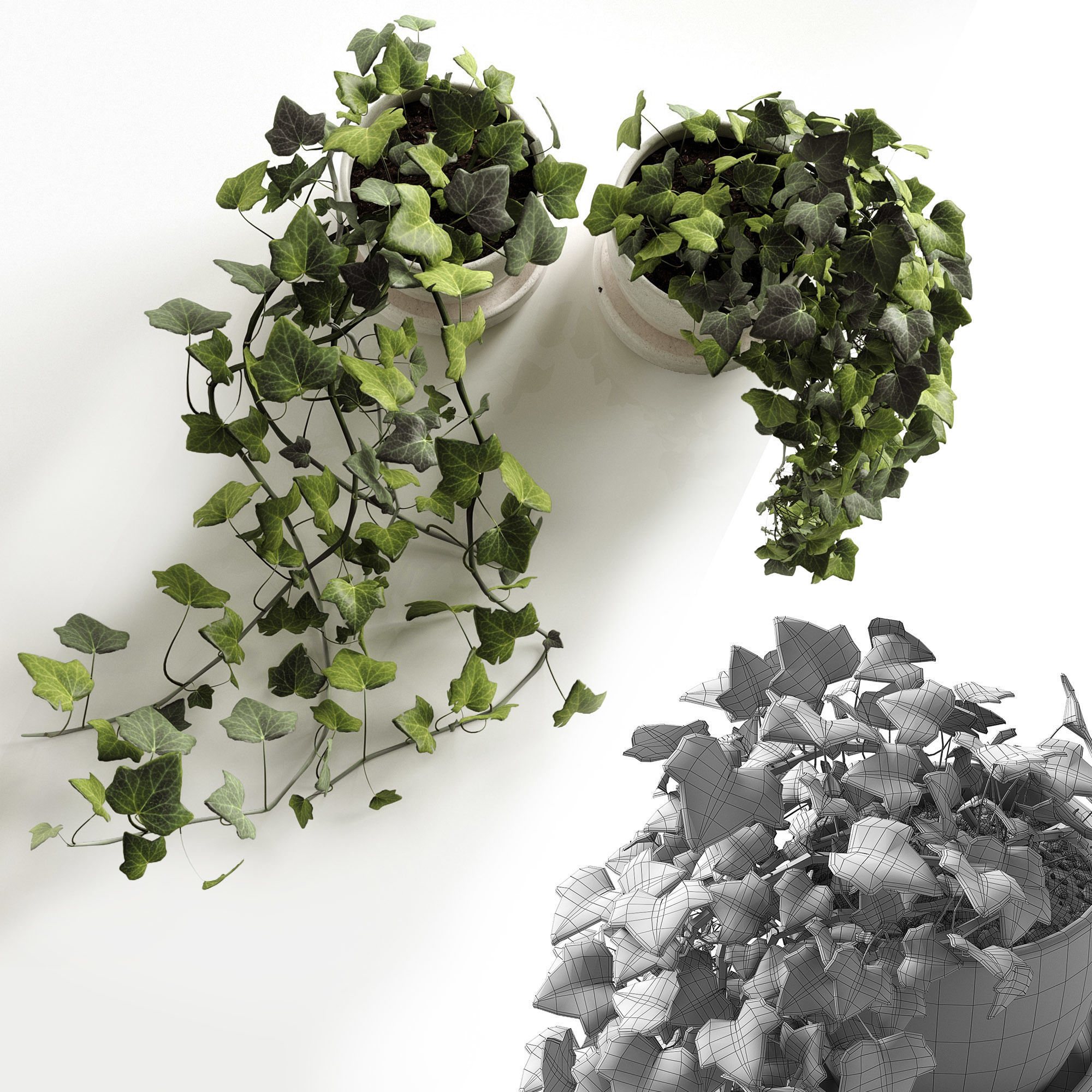 Hedera Helix wonder 3D model_3