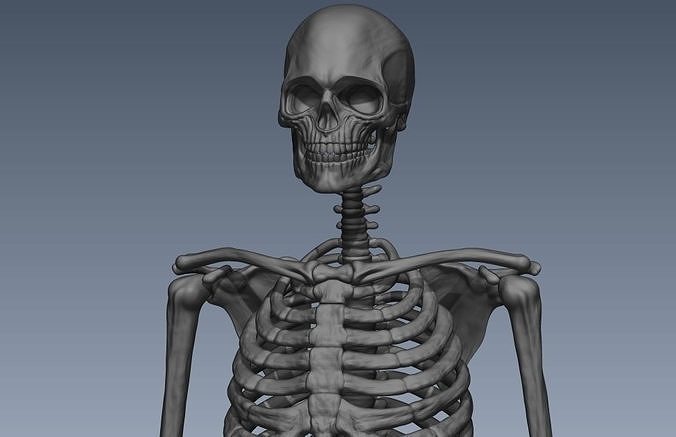 Skeleton hige poly model 3D model